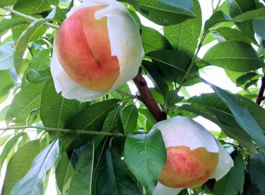 金桜園の桃