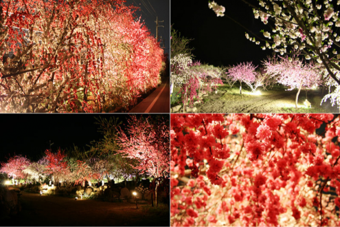 桃の花のライトアップ